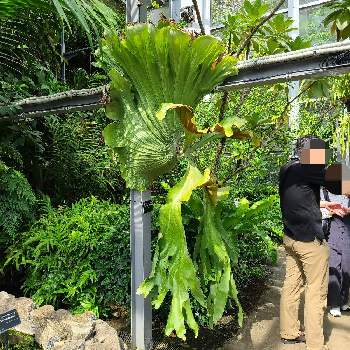 ビカクシダ,着生植物,観葉植物,S家の成長記録,着生シダの画像