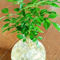 涼しげグリーン,インドアグリーン,観葉植物,ハイドロカルチャー,室内管理の画像