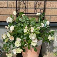 グリーンアイス,開花,癒し,バラ大好き,花色の画像