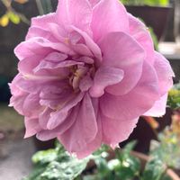 ノヴァーリス,キュンキュン乙女倶楽部,ばら バラ 薔薇,バラはいいなぁ,薔薇愛同盟の画像