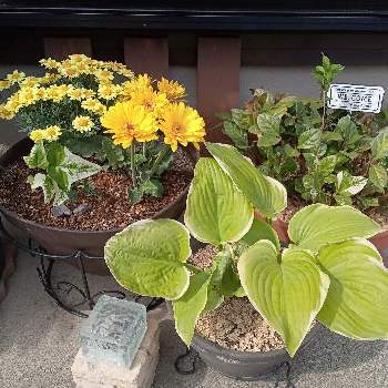 ヘデラ・ホワイトメインハート,軒下,鉢植え,雑貨,ホスタの画像