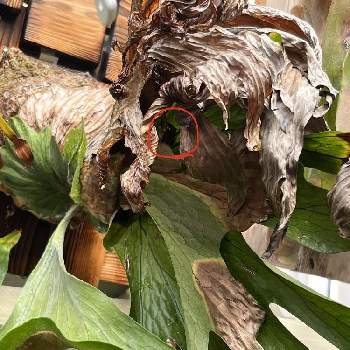 ビカクシダ,着生植物,観葉植物,S家の成長記録,着生シダの画像
