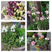 むらさき,寄せ植え,ガーデニング大好き,癒し,ビオラ☆の画像