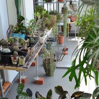 多肉植物,エアプランツ チランジア,チランジア【エアプランツ】,観葉植物,クラッスラ属の画像
