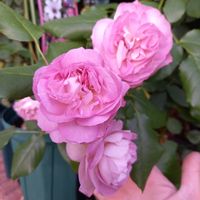 グリガデホイホイ♡,ばら バラ 薔薇,お花が好き,薔薇愛同盟,私の小庭の画像