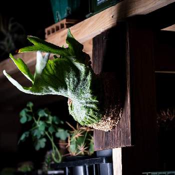 ビカクシダ,着生植物,観葉植物,S家の成長記録,着生シダの画像