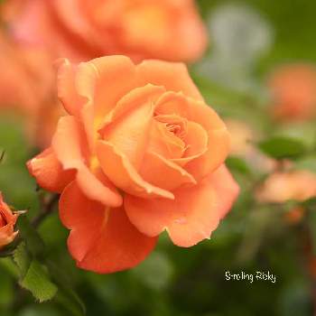 薔薇,バラ,canon,こども植物園,TAMRON 90㎜ F/2.8 MACRO1:1の画像