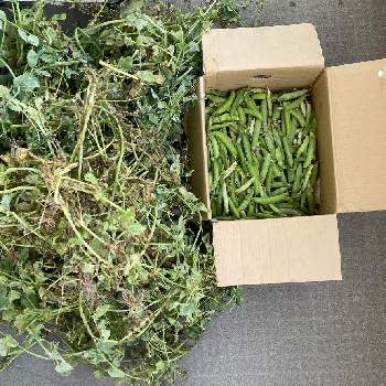 グリーンピース収穫,花より野菜,階段/廊下の画像