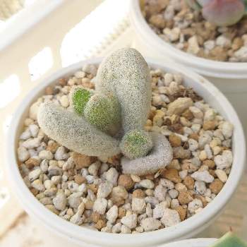 カランコエ 雪だるま,多肉植物,もふもふ,多肉植物が好きな人と繋がりたい,お気に入り♡の画像
