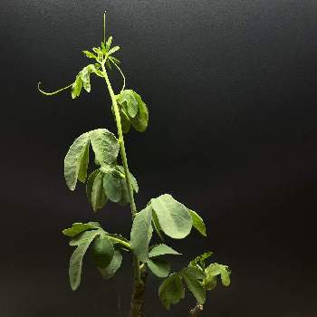 緑大好き,アデニア属グラウカ,塊根植物,アデニア属,夏型塊根植物の画像
