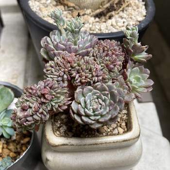ピンウィール,多肉植物,多肉初心者,リエール苗,綴化？の画像
