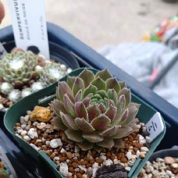 センペルビウム リップスティック,多肉植物,センペル月間,みどりのある暮らし,センペルンルン月間の画像