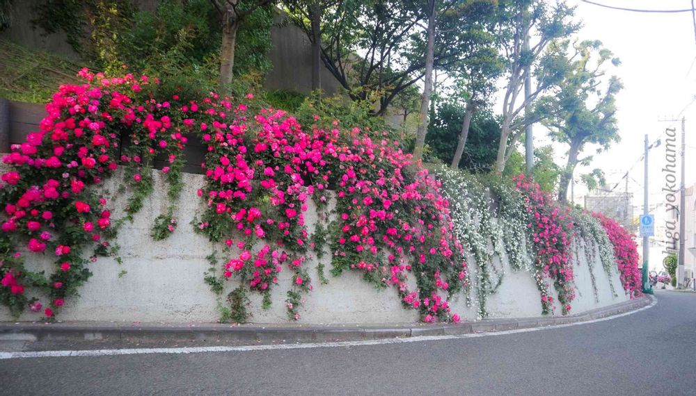 ヒガ君さんの山手イタリア山庭園への投稿