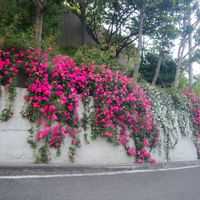myガーデンネックレス横浜,山手イタリア山庭園,春の訪れ,散歩,ガーデンネックレス横浜2023コンテストの画像