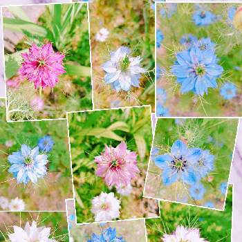ニゲラの花,チーム2017,バラと夢CLUB,頑張って,多肉女子の画像