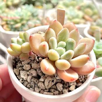 トリシャ,成長記録 トリシャ,エケベリア大好き,多肉植物園ナイト営業中✩.*˚,多肉男子の画像