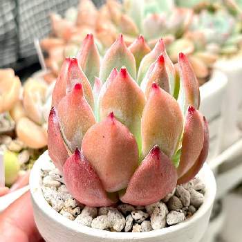 コロラータ リンゼアナ,成長記録 リンゼアナ,リンゼアナ,エケベリア大好き,多肉植物園ナイト営業中✩.*˚の画像