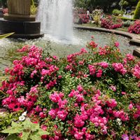 花壇,庭園,花のある暮らし,お散歩,眺めさせてね＊の画像