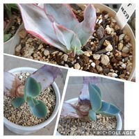 多肉植物,葉挿しさん,観葉植物,リメ缶,自家製交配種の画像