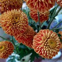 マム,キク,日曜ビタミンカラー♪,オレンジ色の花も好き,日曜日は日本を感じる和の花の画像