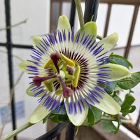 トケイソウ,ボタニカル,ありがとう♡,季節の花,グリーンカーテンの画像
