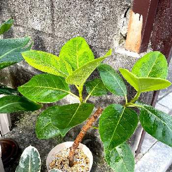 フィカス・アルテシマ,植物と暮らす,みどりのある暮らし,観葉植物,植物男子の画像