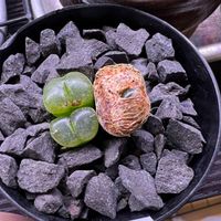 コノフィツム ケネディ,多肉中毒,多肉植物,メセン,おうち園芸の画像