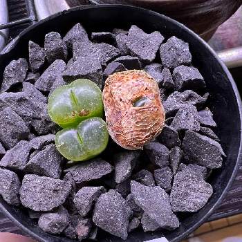 多肉,多肉植物,備忘録の画像