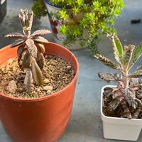 不死鳥,不死鳥・ミュータント,多肉植物初心者,多肉植物,HCの画像