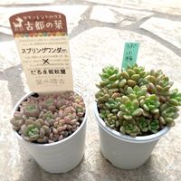 つぶつぶ屋さん　小梅,つぶつぶ屋,多肉植物初心者,ガーデンメッセ,多肉中毒の画像