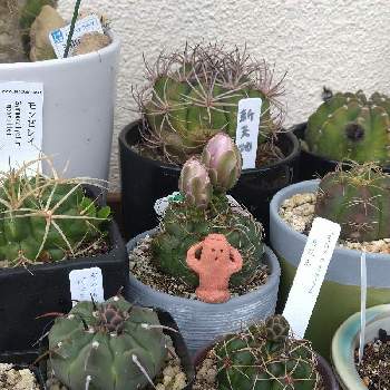 サボテン 大豪丸,ペンタカンサ,海王丸,ギムノカリキウム多花玉,バッテリーの画像