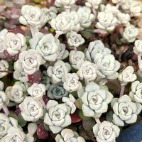 白雪ミセバヤ,つぶつぶの日,白粉愛好会(o^^o)の画像