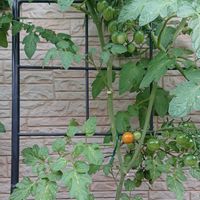 ミニトマト,Key-chan^^ ミニトマト,家庭菜園,緑のある暮らし,黄色の花の画像