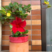 マンデビラの画像