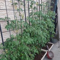 ミニトマト,Key-chan^^ ミニトマト,家庭菜園,緑のある暮らし,黄色の花の画像