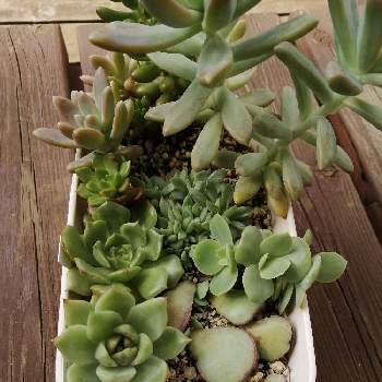 女雛,ピーチプリデ,ファイヤーリップ,クリスタルローズ,多肉植物の画像
