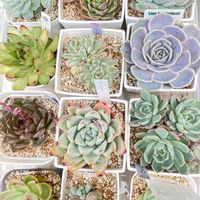 多肉中毒,多肉植物,植物のある暮らし,多肉大好き,癒しの画像
