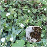 ブライダルベール,お花を楽しむ,おうち園芸,復活,花のある暮らしの画像