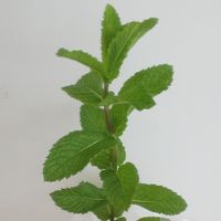 ミント,花の日チーム,ハナノヒ,フラワーク,一人一花の画像
