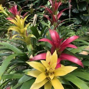 グズマニア,観葉植物,温室,黄色い花,今日のお花の画像