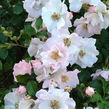 伽羅奢(ガラシャ),薔薇♡,丸弁半八重咲き,クライミングローズ,ハウステンボスの画像