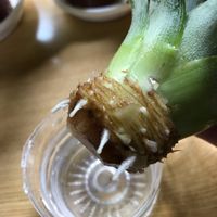 パイナップルの画像