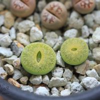 メセン,リトープス属,リトープス✧,タニラー,窓辺の画像