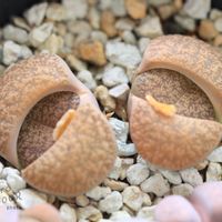 メセン,リトープス属,リトープス✧,タニラー,窓辺の画像
