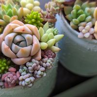 多肉植物,リメ缶,たにく,寄せ植え,リメ鉢の画像