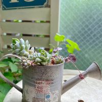 多肉植物,お久しぶり,DIY女子,多肉大好き,多肉女子の画像