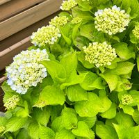 癒やし,紫陽花*,マイガーデン,ミニミニガーデン,花のある暮らしの画像