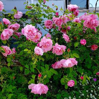 スパニッシュビューティー,薔薇 スパニッシュ・ビューティ,薔薇,バラ,癒されるの画像