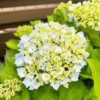 癒やし,紫陽花*,マイガーデン,ミニミニガーデン,花のある暮らしの画像