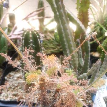 ペラルゴニウム オレオフィルム,多肉植物,バルコニー/ベランダの画像
